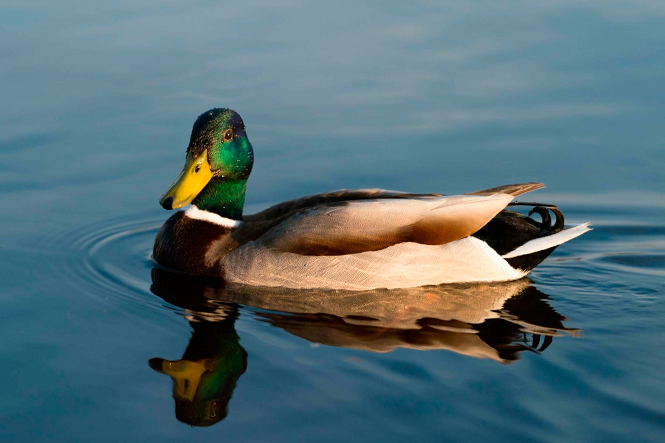 12 Facts About Animals That You Have All Wrong_416021665
