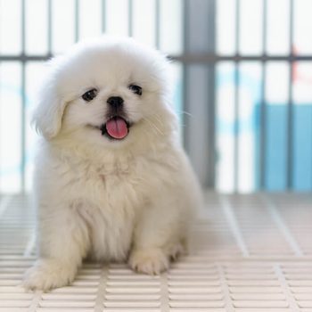 Close up of White Pekingese puppy sitting in the cage at the animal hospital/veterinary Clinic waiting for recovery from treatment and find a good home.