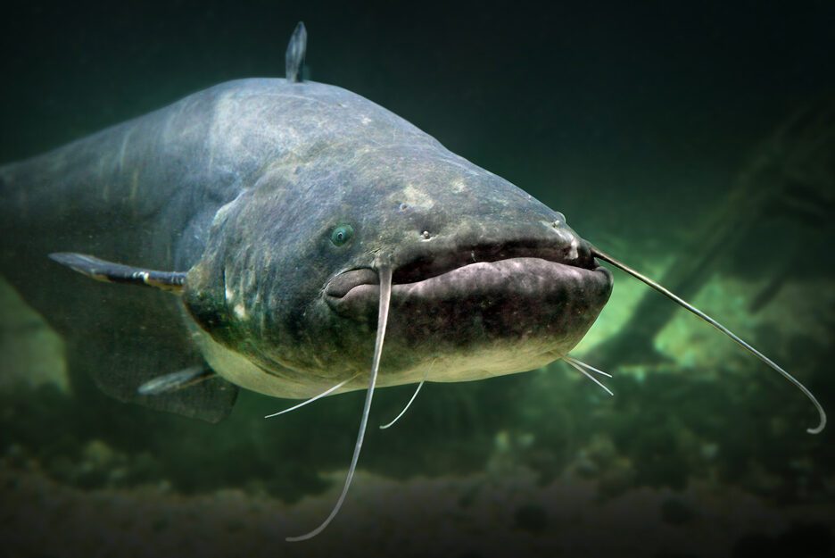 Underwater photo of The Catfish (Silurus Glanis). Biggest predatory fish in European lakes and river. 