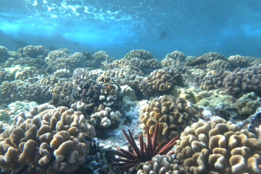 Coral reef red pencil sea urchin surrounded by brain corals in the molokini crater