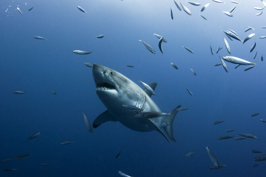 A Great White Shark Surrounded by Small Fish