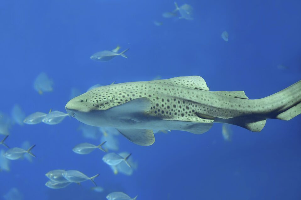 Zebra shark swimming in blue water at Phi Phi, Thailand