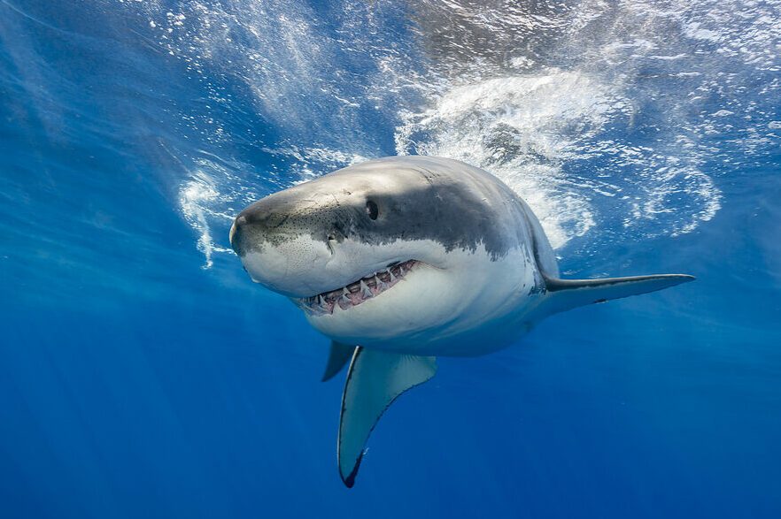 Great white shark swimming just under the surface at Guadalupe Island Mexico