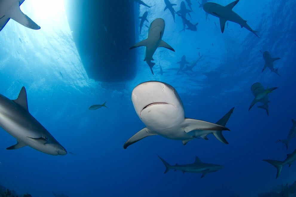Caribbean Reef Sharks Under the Boat