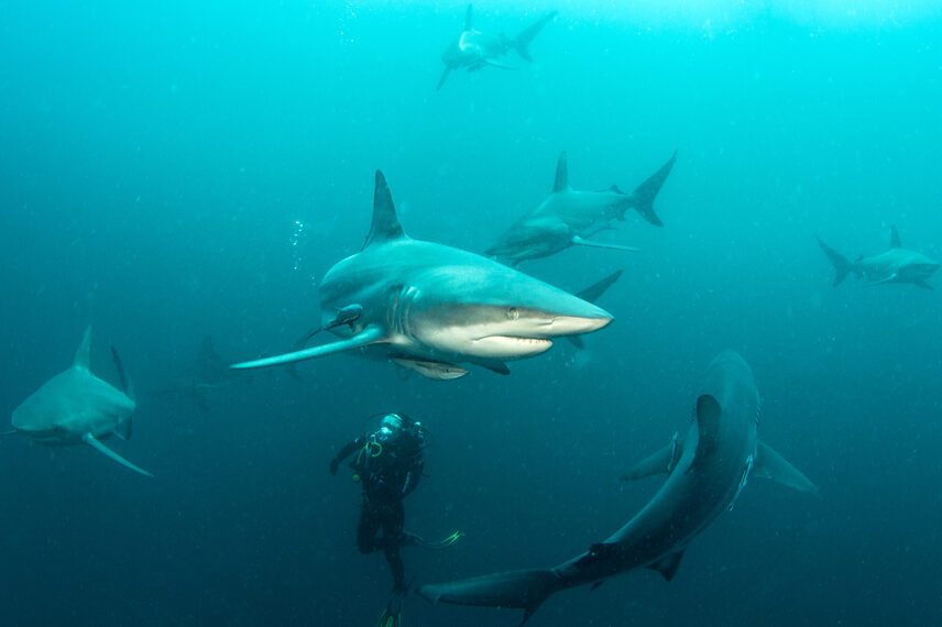 Oceanic Black Tip Shark
