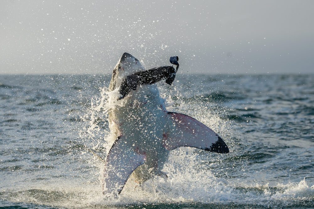 Great White Shark (Carcharodon carcharias) breaching in an attack. Hunting of a Great White Shark (Carcharodon carcharias). South Africa