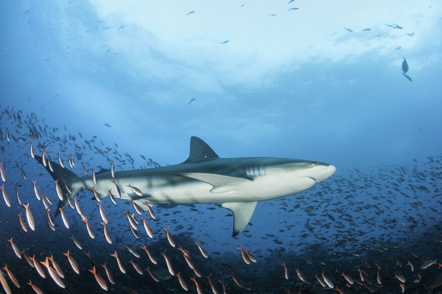 Galapagos shark swimming over a coral reef over a large school of fish, Galapagos Islands, Ecuador.