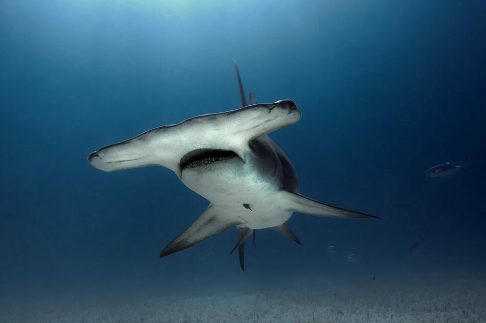 Hammerhead