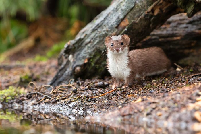 Least weasel hunting for mice