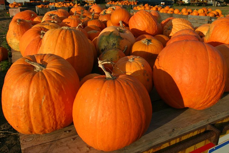 Pumpkin in Farm at Sunset