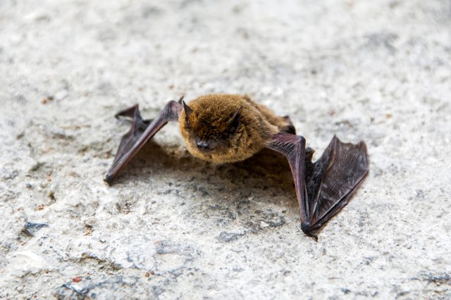 A small brown bat rests on a textured, light gray surface.