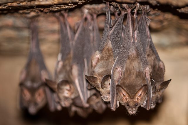 Bats hang upside down, clustered together, in a dimly lit cave environment.