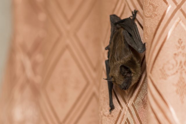Bat clings to patterned curtain; the background features geometric designs.