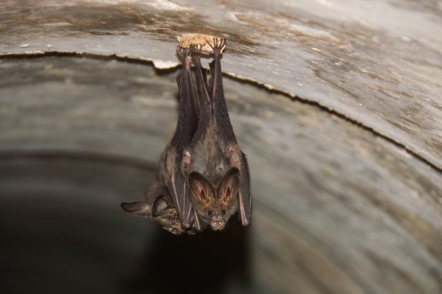Bats hang upside down, gripping a curved surface inside a dimly lit tunnel.