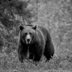 This Man Protected Wild Bears Every Day for 13 Years—Until He Made the Ultimate Sacrifice