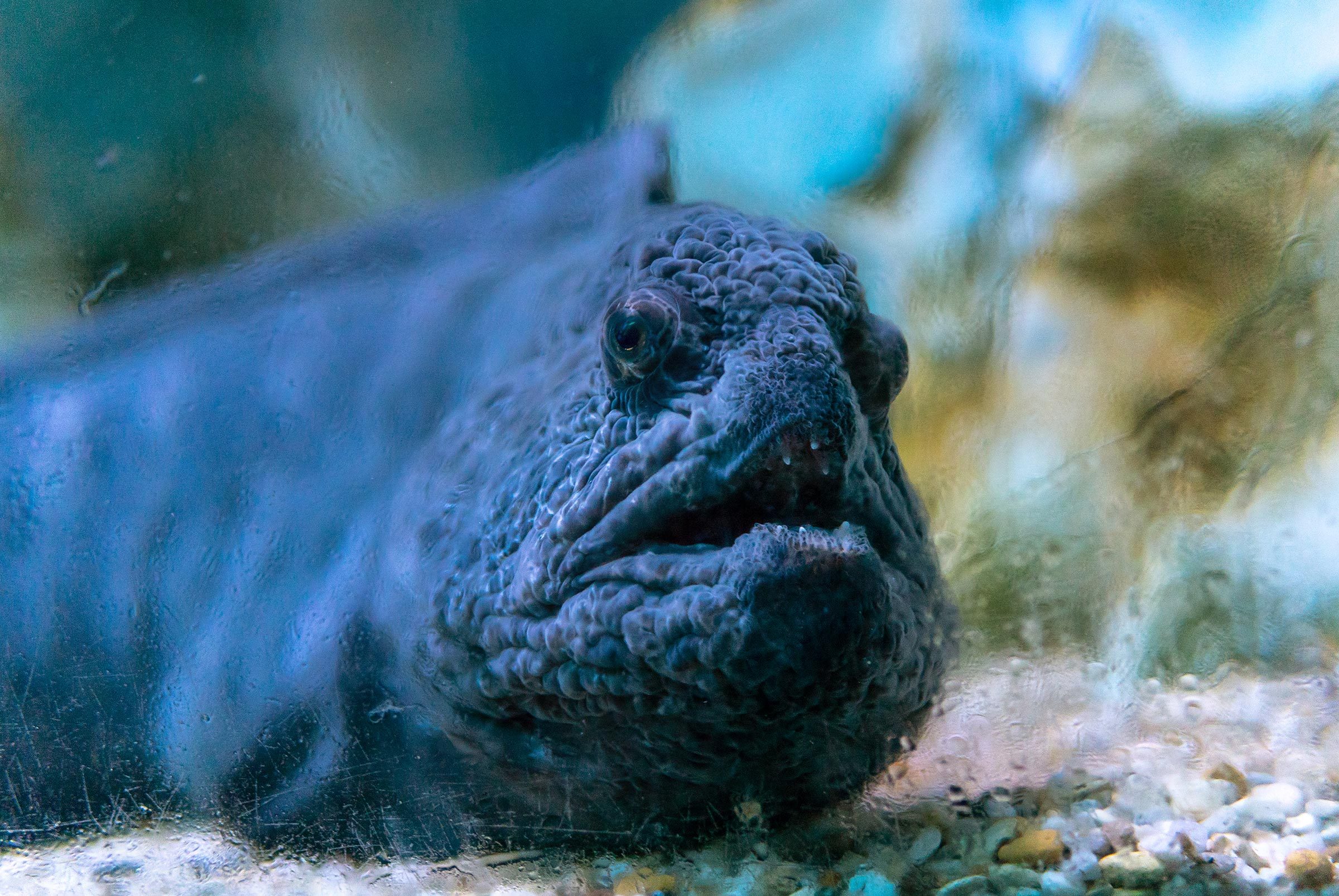 wolffish [family Anarhichadidae] behind dusty glass at sea life, fish looking at the camera