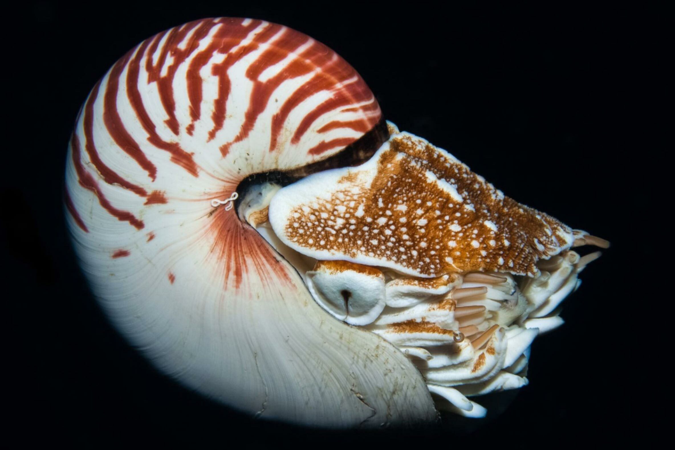 A beautiful Nautilus