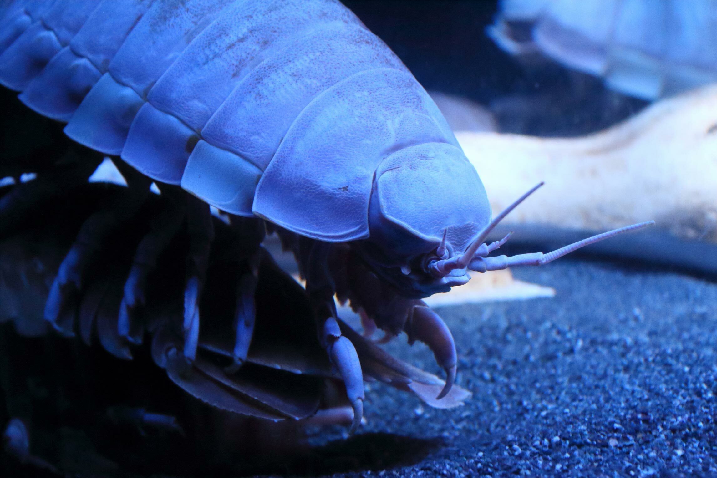 Giant Isopod up close