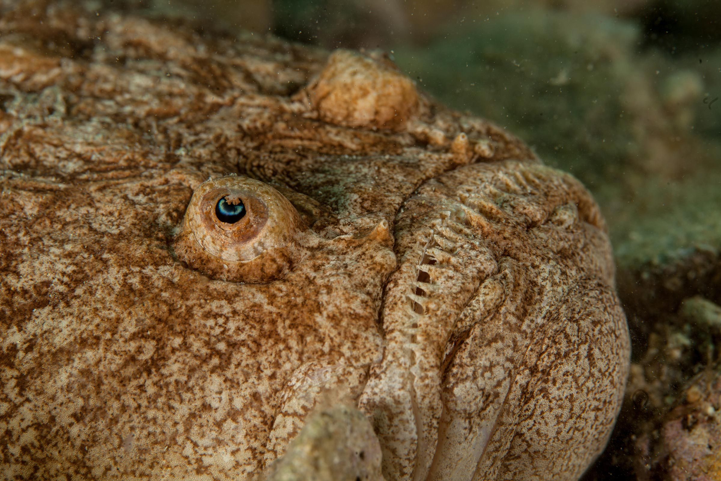 The stargazers are a family, Uranoscopidae, of perciform fish