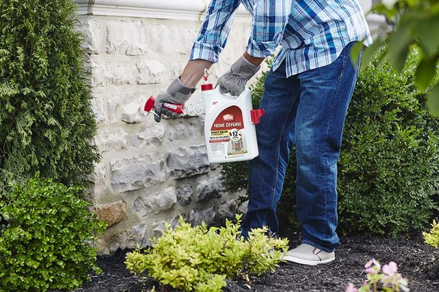 Person sprays insecticide on stone wall, surrounded by green shrubs and plants.