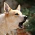 How to Stop Your Dog from Barking—Without Yelling