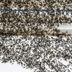15 Household Items That Kill Ants Once and for All