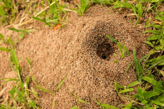Ant mound protrudes from grassy ground, creating a small, cone-shaped hill with a central hole, surrounded by scattered blades of green grass.