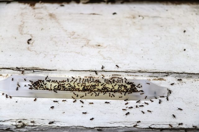 Ants swarm a bait trap on a rough, weathered wooden surface, appearing focused and clustered together in large numbers.