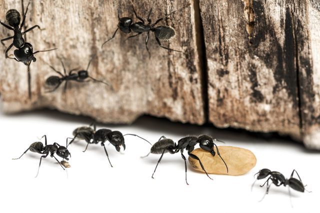 Black ants carry food and climb over a wooden log, navigating a white surface.