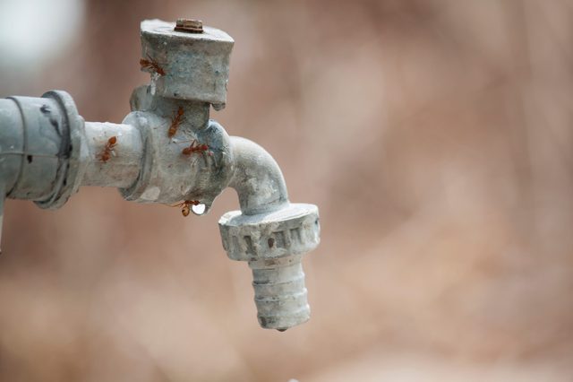 Metal faucet drips while ants crawl around it, outdoors against a blurred background.