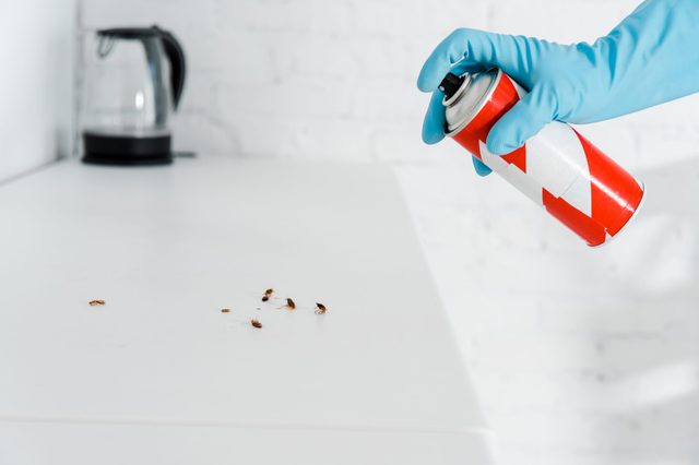 Gloved hand sprays insecticide on small bugs crawling over a white countertop in a kitchen setting.