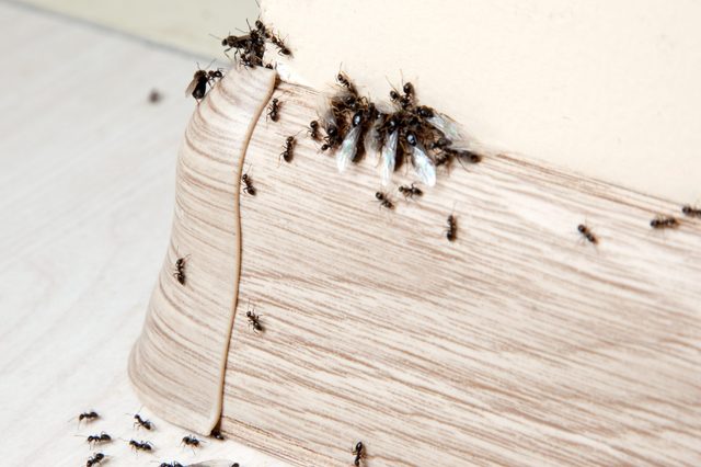 Ants swarm on wood trim, clustering near a wall corner, creating a busy scene of insect activity indoors.