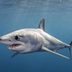 20 Animals That Are Deadlier Than Sharks