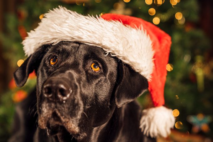 Puppy wearing Santa hat for the holidays.