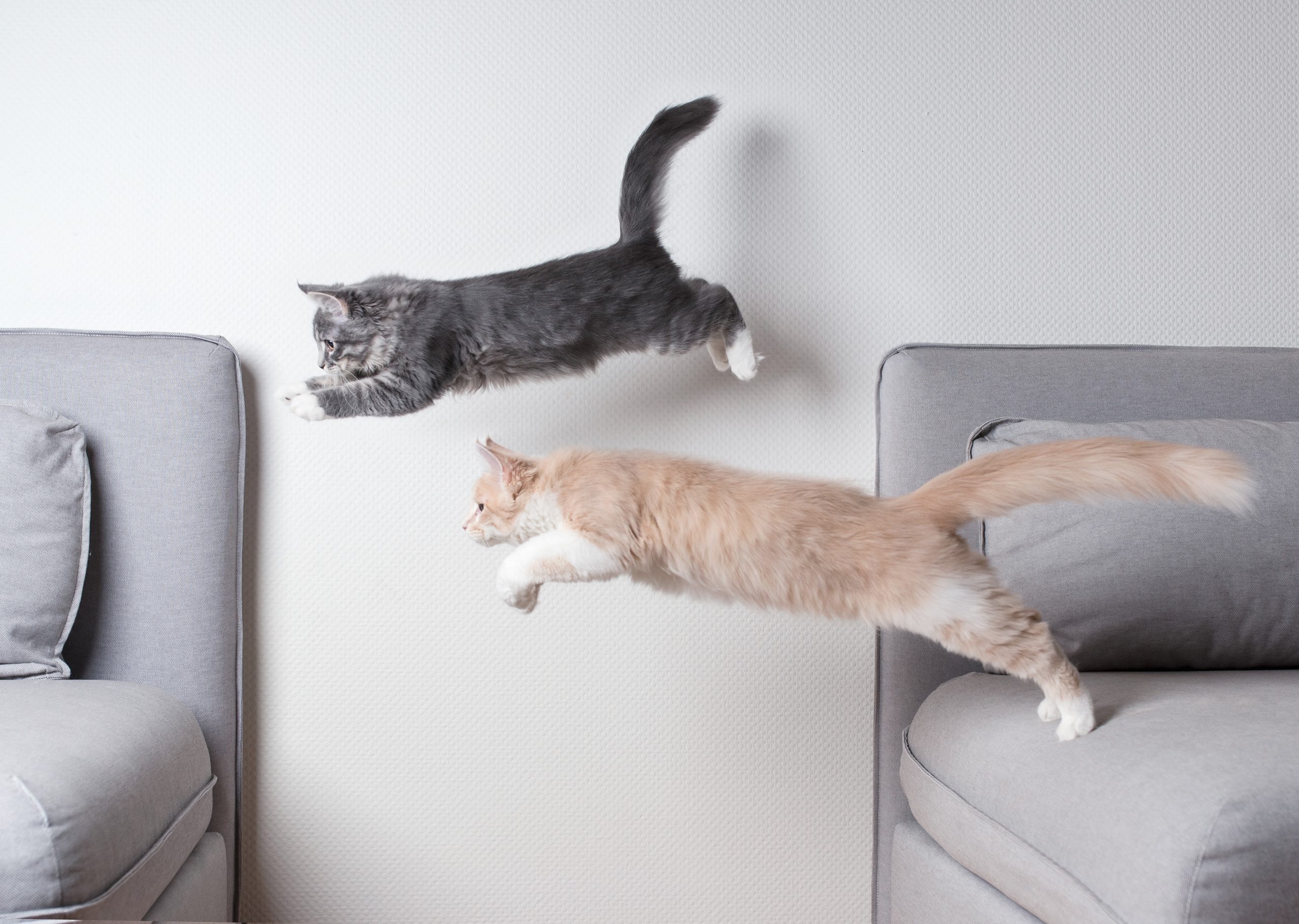 17 Things Your Cat Actually Wants from You