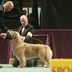 This Could Be Why Beloved Dog Breeds Never Win Westminster