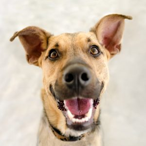 Dog smiling joyfully, ears perked up, against a light blurred background.