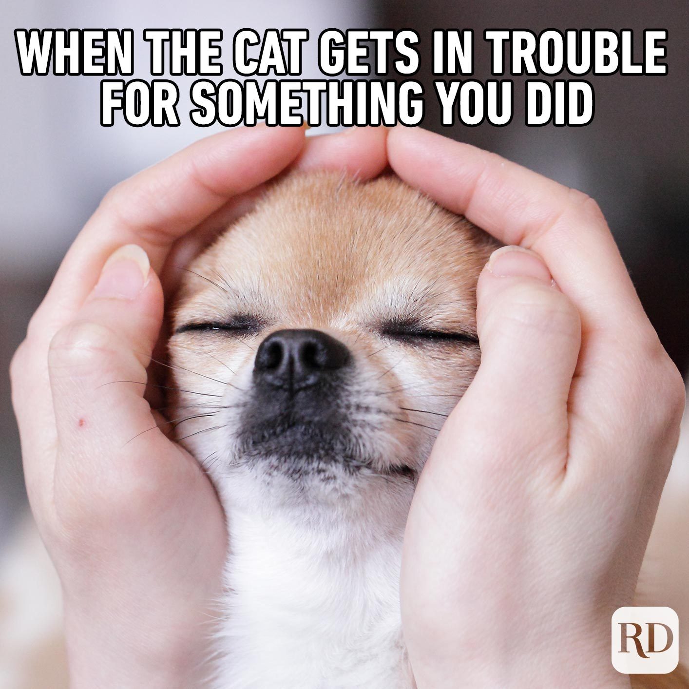 Dogmeme10
