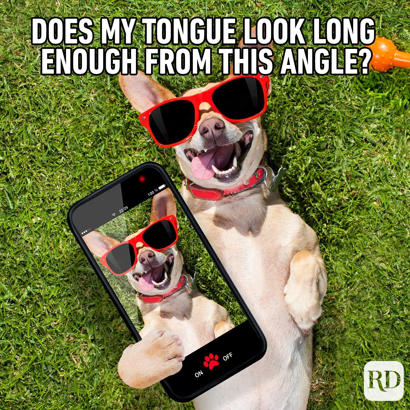 Dogmeme11