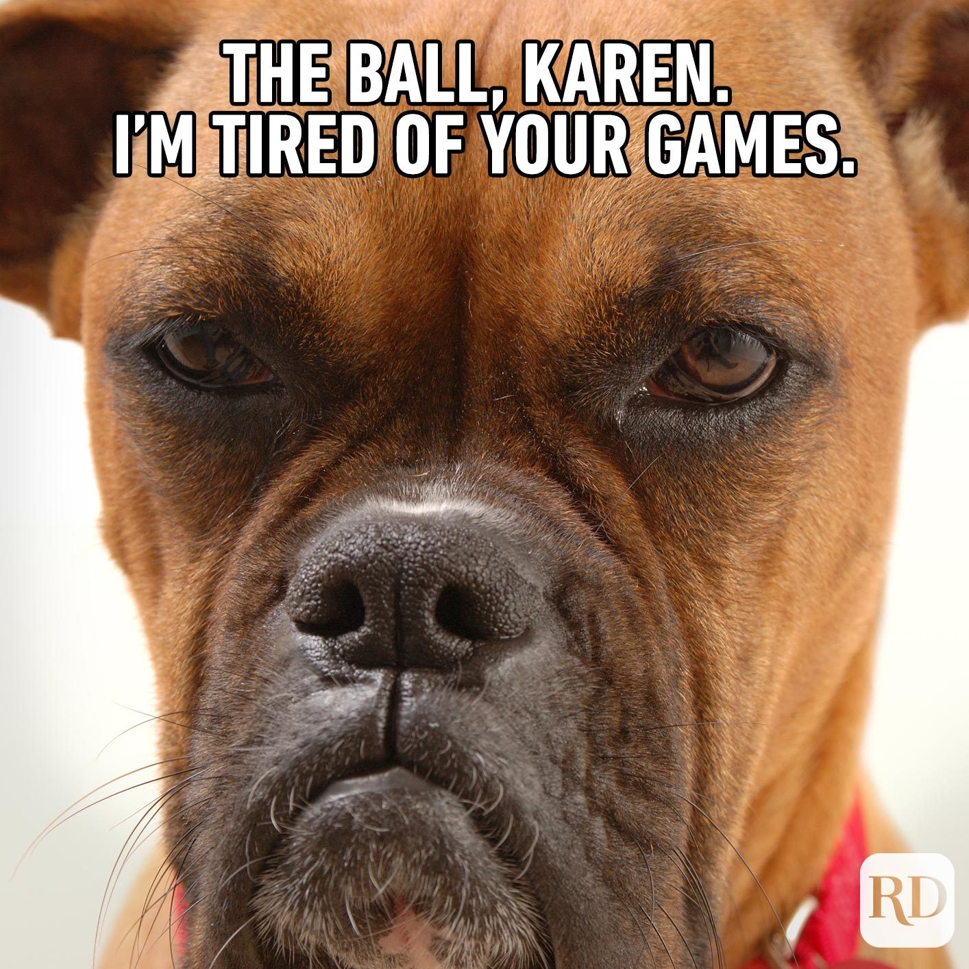 Dogmeme4