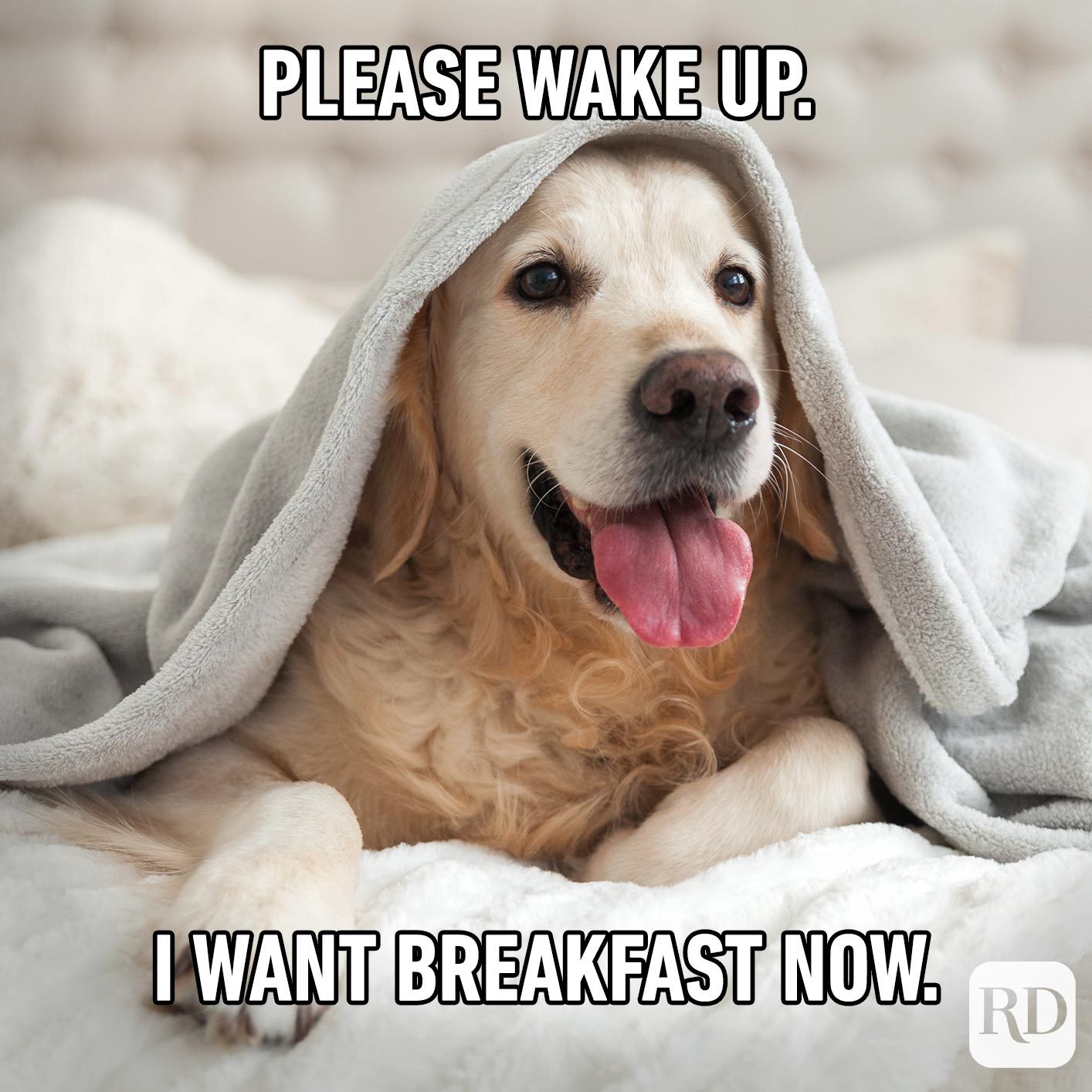 Dogmeme9