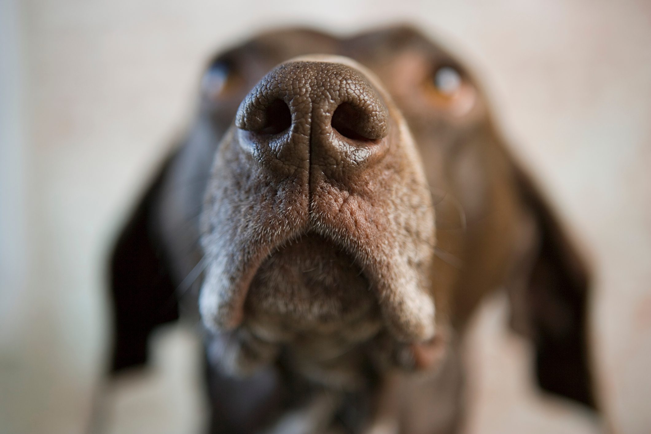 11 Things Dogs Can Smell That Humans Can’t