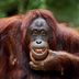 18 Wild (but True!) Funny Animal Stories