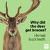 50 Deer Puns That Make the Heart Grow Fawn'der