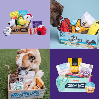 Various subscription boxes filled with dog toys and treats, including plushies, chews, and snacks, are displayed with dogs playfully interacting in colorful settings.