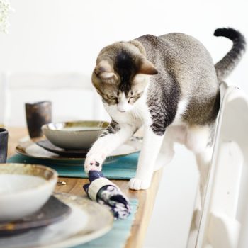 Cat paws at a napkin on a set dining table, with dishes and a cup nearby, in a bright room.