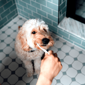 Failed to download image from https://f-cce-6069-v1.rdu.r.tmbi.com/wp-content/uploads/2022/04/dogs-brushing-teeth-GettyImages-1322177838.png. Image size exceeds the limit.