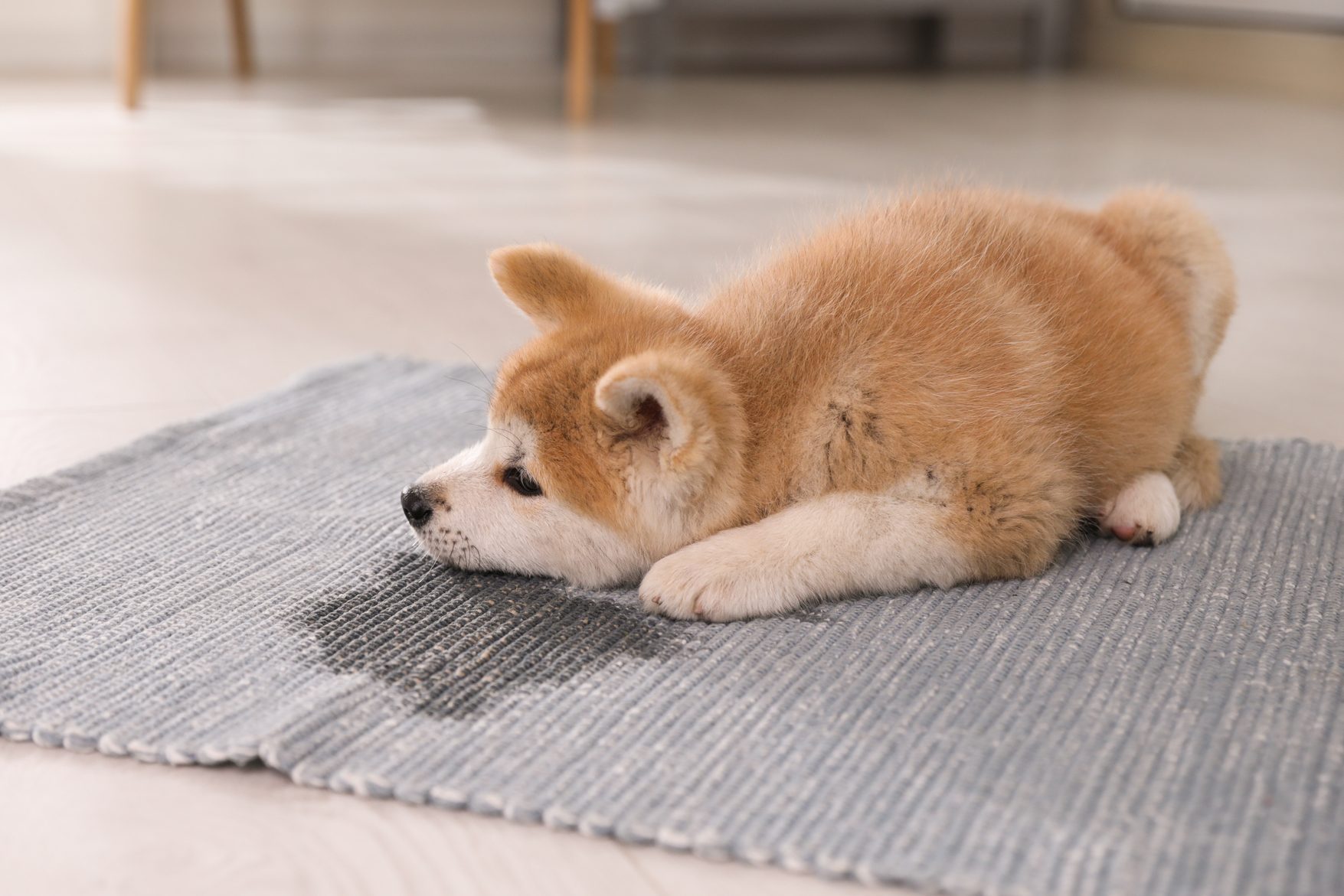 Adorable akita inu puppy near puddle on rug at home