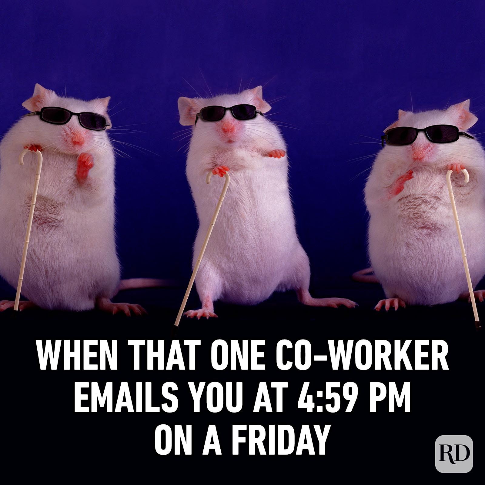 Friday Memes 36