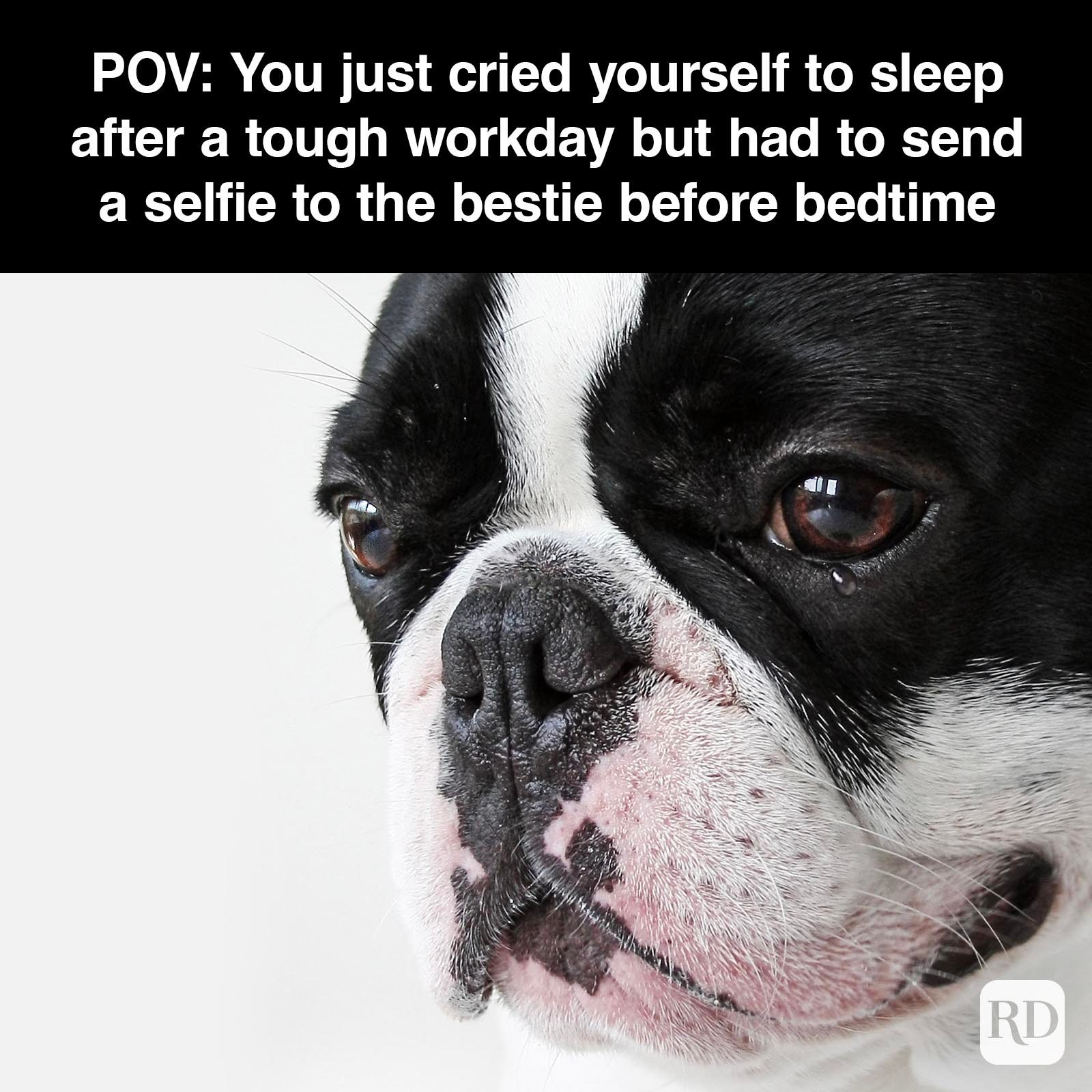 Dog Memes 46